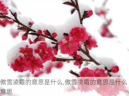 傲雪凌霜的意思是什么,傲雪凌霜的意思是什么意思