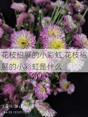 花枝招展的小彩虹,花枝招展的小彩虹是什么