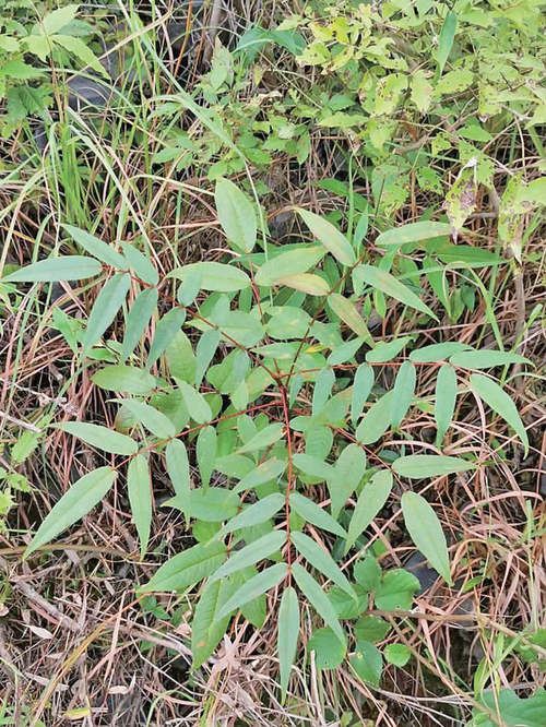 敲山震虎中药,敲山震虎中药名