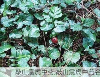 敲山震虎中药,敲山震虎中药名