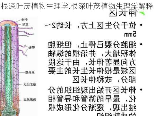 根深叶茂植物生理学,根深叶茂植物生理学解释