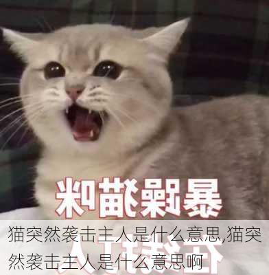 猫突然袭击主人是什么意思,猫突然袭击主人是什么意思啊