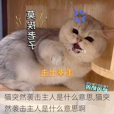 猫突然袭击主人是什么意思,猫突然袭击主人是什么意思啊