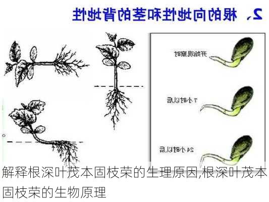 解释根深叶茂本固枝荣的生理原因,根深叶茂本固枝荣的生物原理