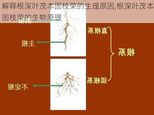 解释根深叶茂本固枝荣的生理原因,根深叶茂本固枝荣的生物原理