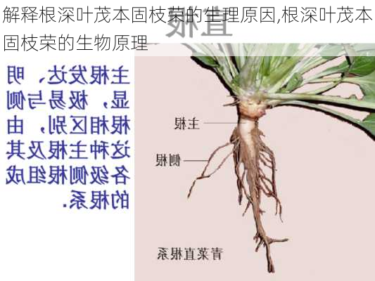 解释根深叶茂本固枝荣的生理原因,根深叶茂本固枝荣的生物原理