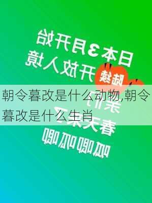 朝令暮改是什么动物,朝令暮改是什么生肖