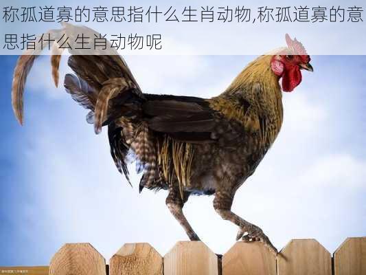 称孤道寡的意思指什么生肖动物,称孤道寡的意思指什么生肖动物呢