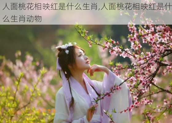 人面桃花相映红是什么生肖,人面桃花相映红是什么生肖动物