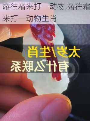 露往霜来打一动物,露往霜来打一动物生肖