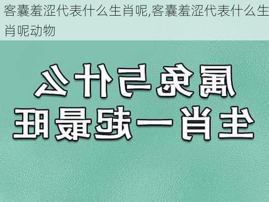 客囊羞涩代表什么生肖呢,客囊羞涩代表什么生肖呢动物