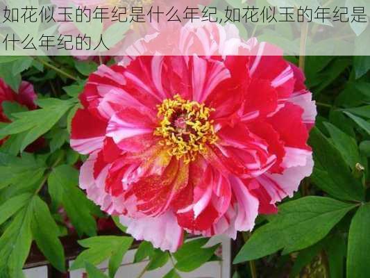 如花似玉的年纪是什么年纪,如花似玉的年纪是什么年纪的人