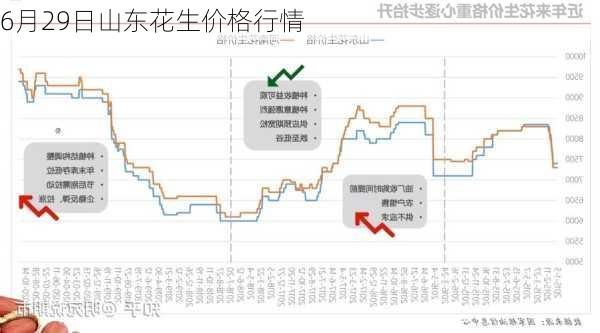 6月29日山东花生价格行情