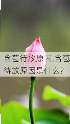 含苞待放原因,含苞待放原因是什么?