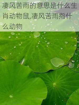 凄风苦雨的意思是什么生肖动物鼠,凄风苦雨指什么动物