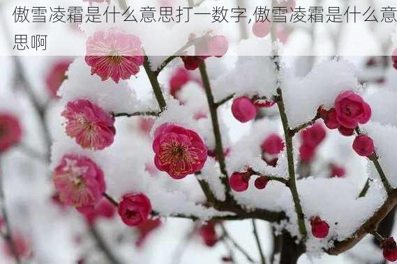 傲雪凌霜是什么意思打一数字,傲雪凌霜是什么意思啊