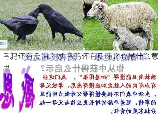 乌鸦还有反哺之恩,乌鸦还有反哺之心是什么意思