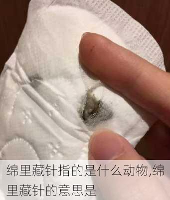 绵里藏针指的是什么动物,绵里藏针的意思是