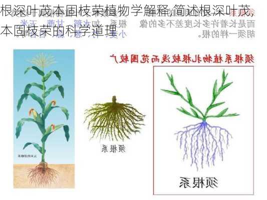 根深叶茂本固枝荣植物学解释,简述根深叶茂,本固枝荣的科学道理