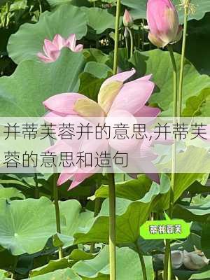 并蒂芙蓉并的意思,并蒂芙蓉的意思和造句