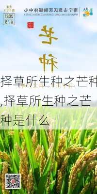 择草所生种之芒种,择草所生种之芒种是什么