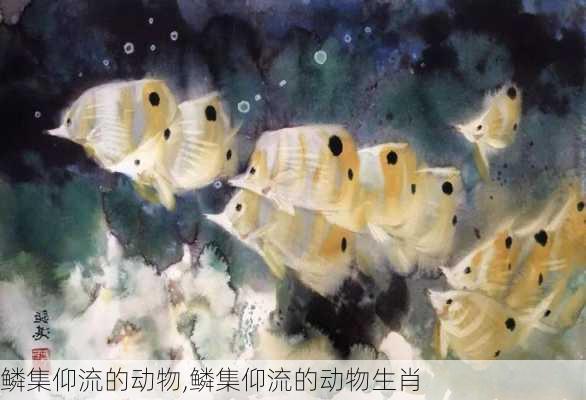 鳞集仰流的动物,鳞集仰流的动物生肖