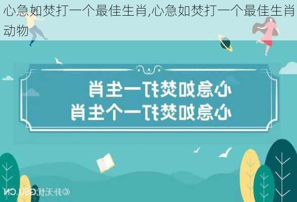 心急如焚打一个最佳生肖,心急如焚打一个最佳生肖动物