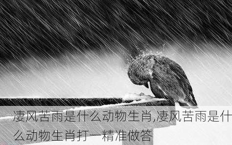 凄风苦雨是什么动物生肖,凄风苦雨是什么动物生肖打一精准做答