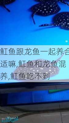 魟鱼跟龙鱼一起养合适嘛,魟鱼和龙鱼混养,魟鱼吃不到