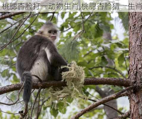 桃腮杏脸打一动物生肖,桃腮杏脸猜一生肖