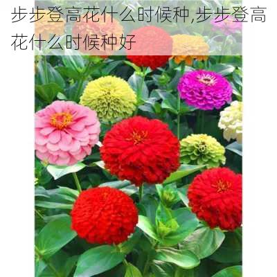 步步登高花什么时候种,步步登高花什么时候种好