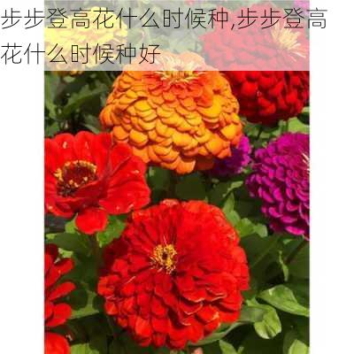 步步登高花什么时候种,步步登高花什么时候种好