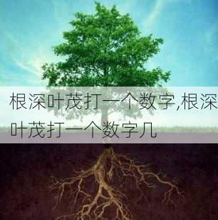 根深叶茂打一个数字,根深叶茂打一个数字几