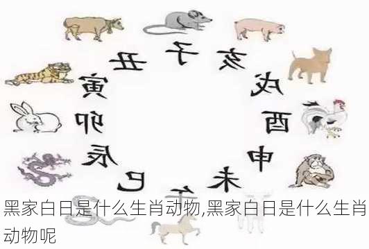 黑家白日是什么生肖动物,黑家白日是什么生肖动物呢