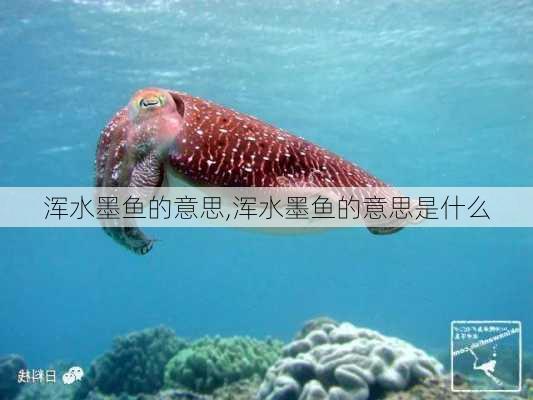 浑水墨鱼的意思,浑水墨鱼的意思是什么