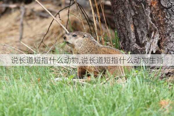 说长道短指什么动物,说长道短指什么动物生肖