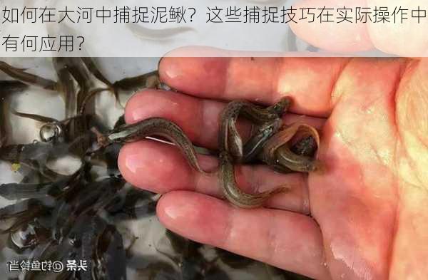 如何在大河中捕捉泥鳅？这些捕捉技巧在实际操作中有何应用？