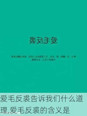 爱毛反裘告诉我们什么道理,爱毛反裘的含义是