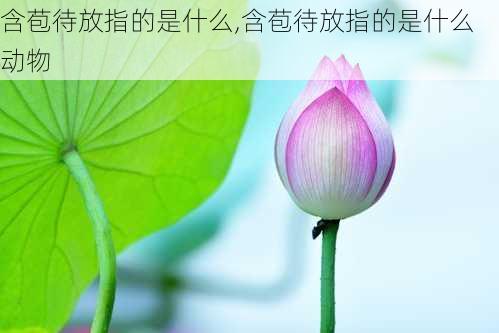 含苞待放指的是什么,含苞待放指的是什么动物