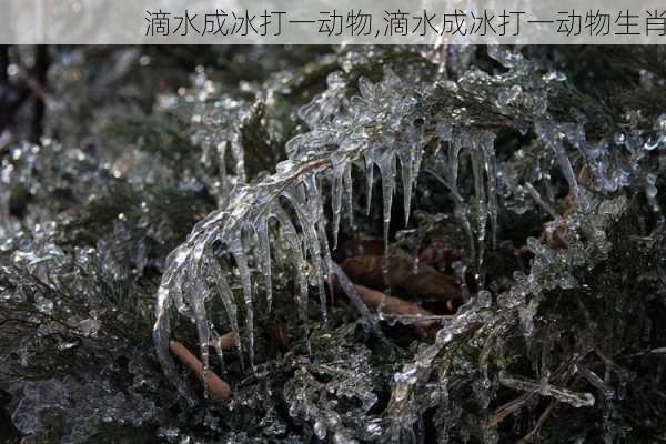 滴水成冰打一动物,滴水成冰打一动物生肖