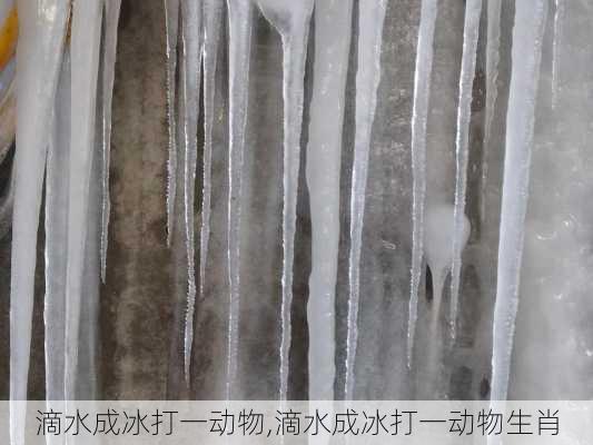 滴水成冰打一动物,滴水成冰打一动物生肖