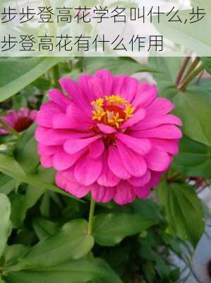 步步登高花学名叫什么,步步登高花有什么作用