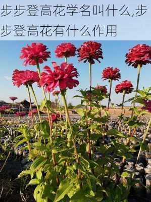 步步登高花学名叫什么,步步登高花有什么作用