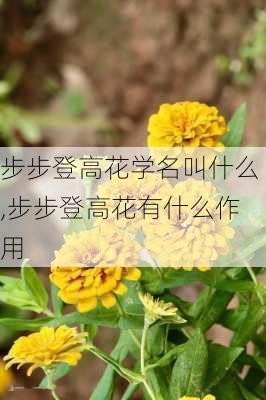 步步登高花学名叫什么,步步登高花有什么作用