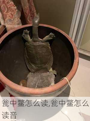 瓮中鳖怎么读,瓮中鳖怎么读音