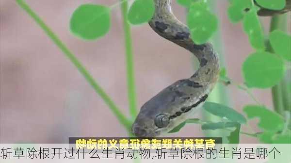 斩草除根开过什么生肖动物,斩草除根的生肖是哪个