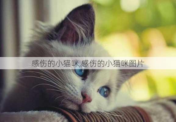 感伤的小猫咪,感伤的小猫咪图片