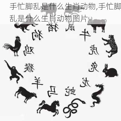 手忙脚乱是什么生肖动物,手忙脚乱是什么生肖动物图片