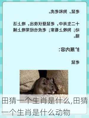 田猜一个生肖是什么,田猜一个生肖是什么动物