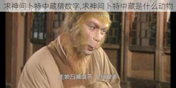 求神问卜特中藏猜数字,求神问卜特中藏是什么动物